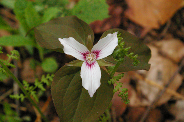 painted trillium