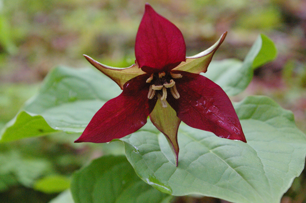 wake robin trillium