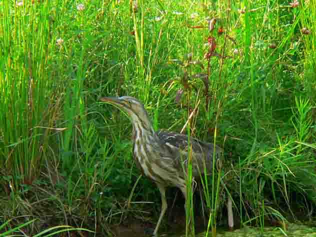 American bittern- wild life shows up at pond when area is protected by plants.