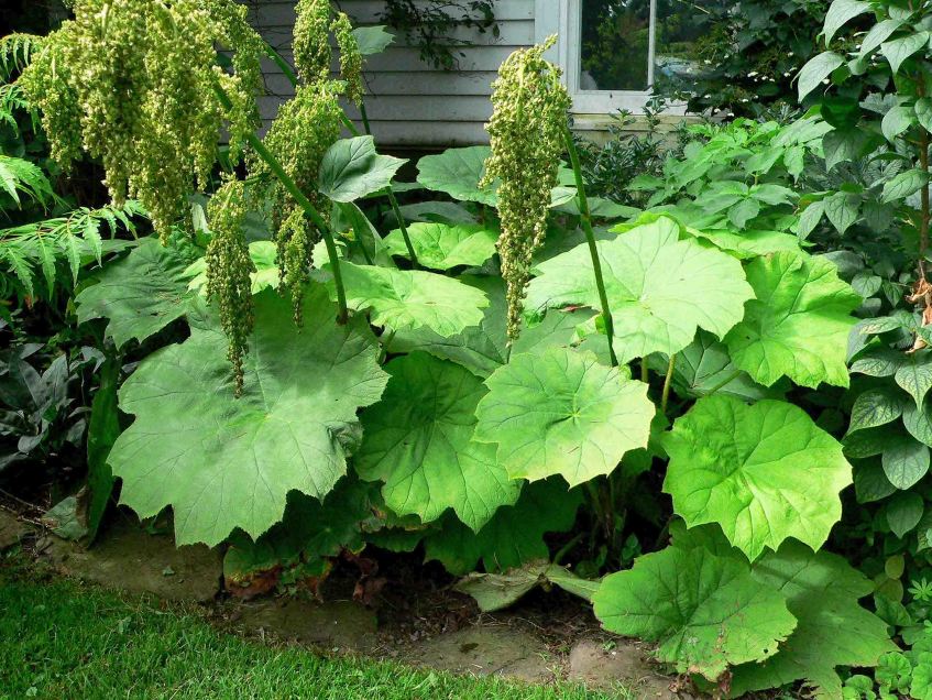 thai egg plant White Thai Eggplant Starter Live Plants main image 0