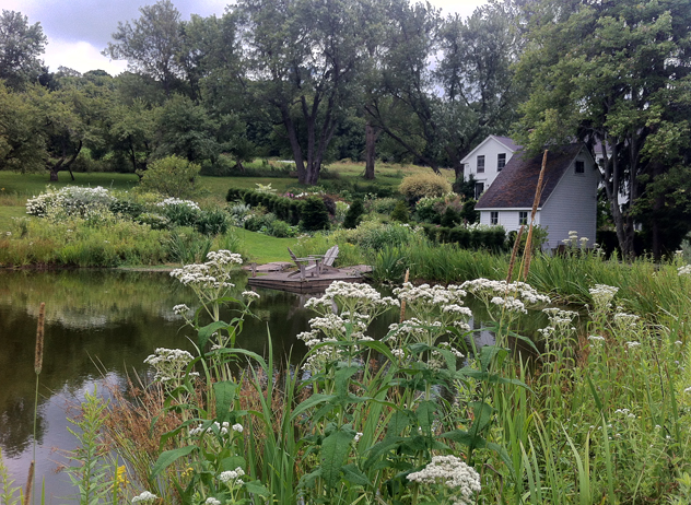 Native Boneset encouraged by removing golden rod- August