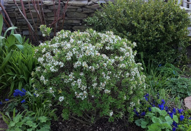 Daphne 'Carol Mackie'- very fragrant shrub  with variegated leaves