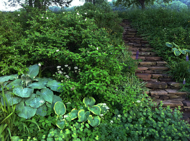 white rugosa roses, alchemilla mollis, lupines, hostas planted continuing theme in parking area