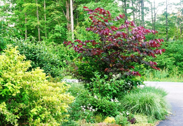 Cercis-forrest-pansy-photo Deborah-Banks