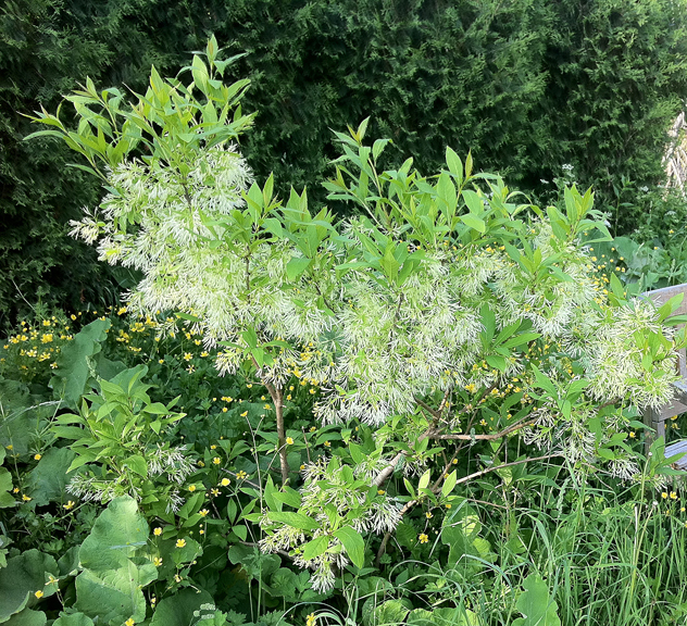 Chionanthus Virginicus- fringe tree