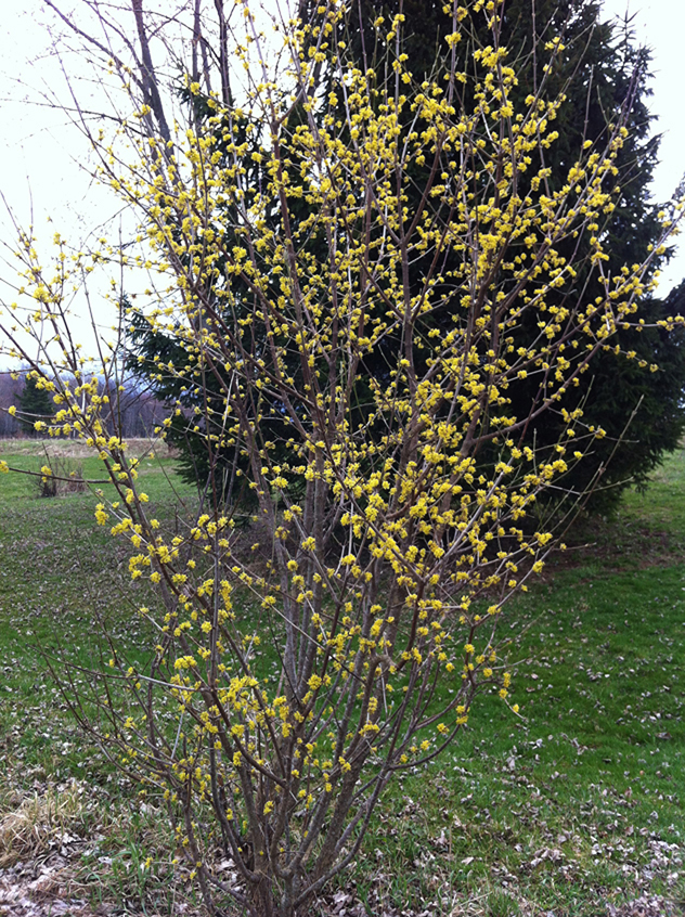 Cornus Mas - first tree to bloom in spring.