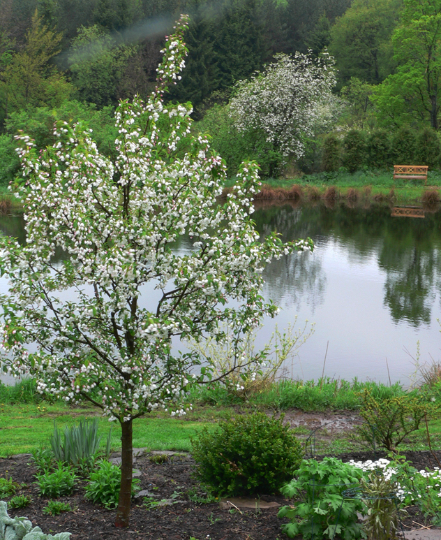 Malus Donald Wyman -Crabapple tree