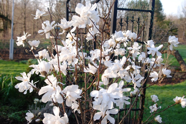 Dr. Merill magnolia- Deborah Banks photo