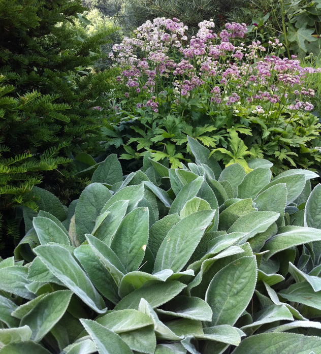 Stachys Helen Von Stein- Lambs ear with astrantia