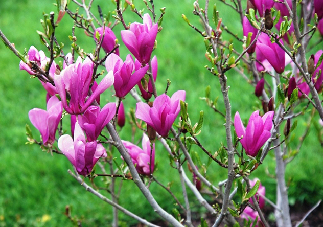 Magnolia Ann - photo Deborah Banks