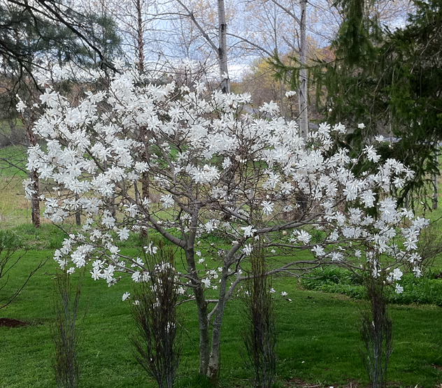 Magnoila Stellata, 2nd tree to bloom for me in the spring.