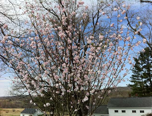 Prunus subhirtella-Autumnalis -Higan Cherry