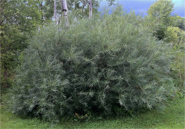 Salix elaeagnos -Rosemary willow grey foliage