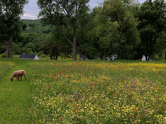 Lawn turned into wild meadow.