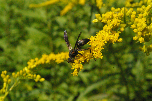 Wasp on golden rod. Photo David J. Turan