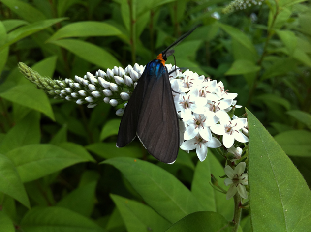 Ctenucha Virginica on loose strife