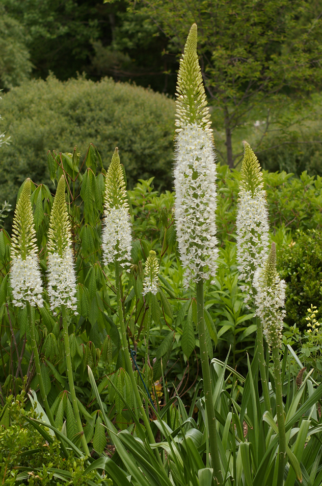 Eremuras  Himalaicus