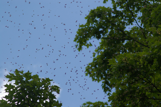 Bee swarm by David J. Turan