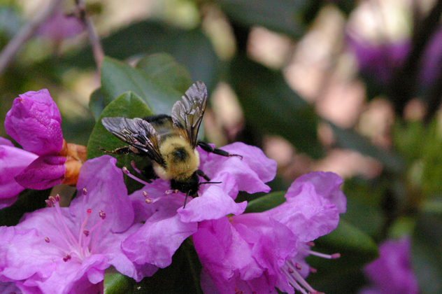 Bumble bee photo by David J. Turan