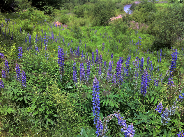 Lupine meadow - Sondra Freckelton's garden. Leaving wilder area as meadows help our pollinators.