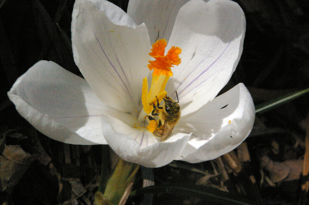 Apies mellifera on crocus. photo By David J. Turan
