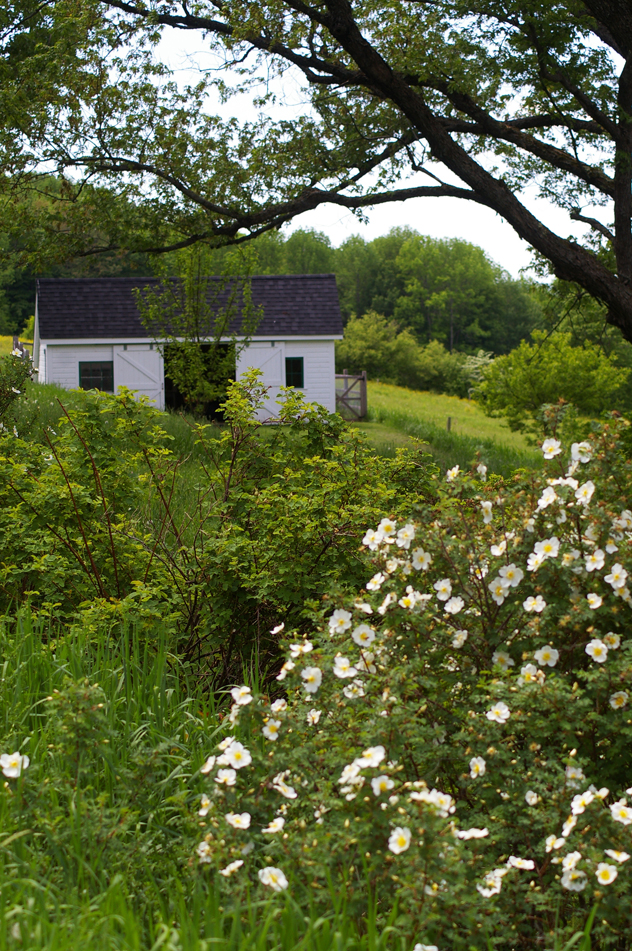 Scotch rose & chicken coop