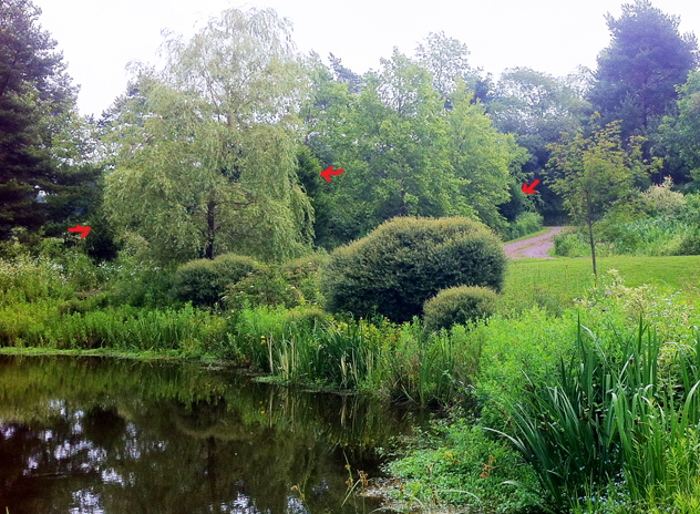 Arborvitae techy used behind weeping willow and heritage birch