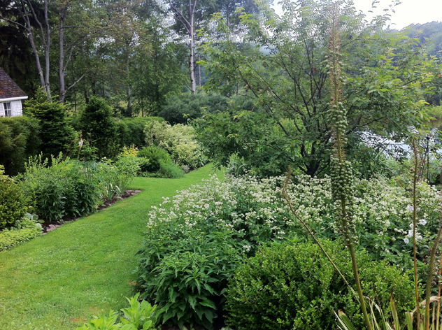 Eremuras seedhead in the Moon Garden