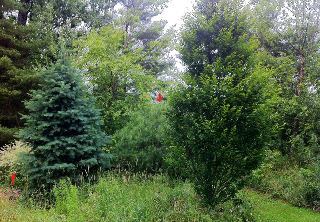 light foliage of salix hakuro Nishiki behind Abies Concolor and Salix elaeagnos behind Carpinus.