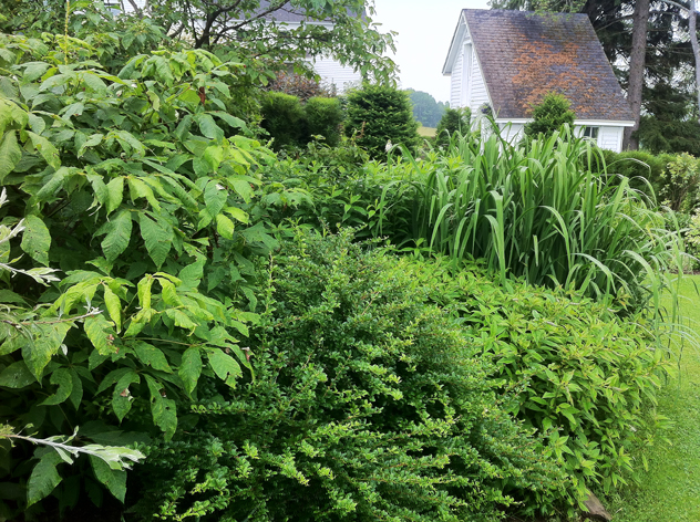 Sea of green textures: Rhamnus fineline, bottlebrush buckeye, berberis Sparkle, yellow flag iris.