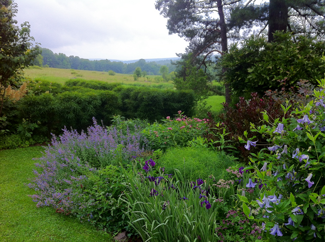 Rhamnus 'Fineline' hedge in distance