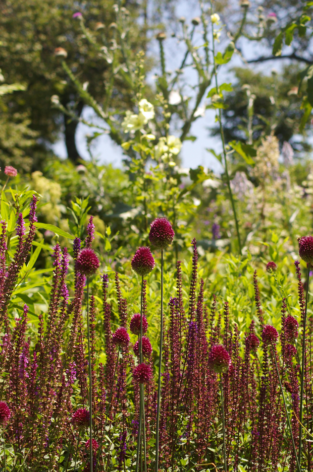 Russian Hollyhocks, drumstick alliums, salvia amethyst