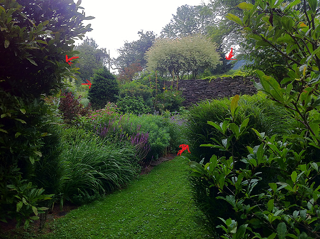 Rhamnus finline, Star Magnolia in foreground, and Japanese yew.