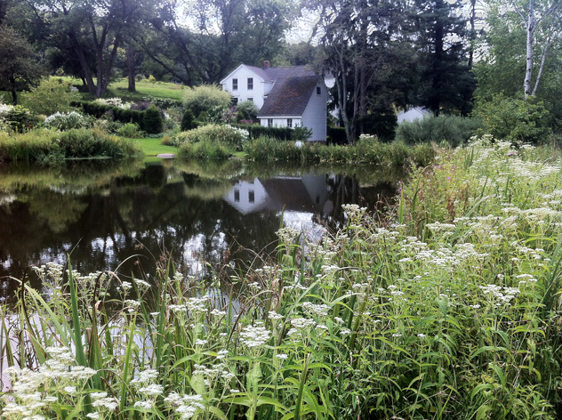 Boneset predominates around pond