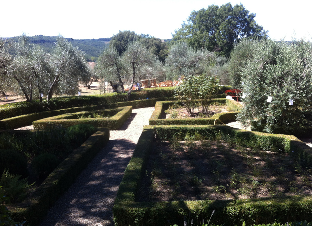 Olive grove softens the boxwood hedging. Tuscan Garden