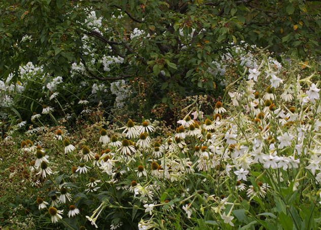 Echinacea White Swan and Nicotiana work best in the white garden