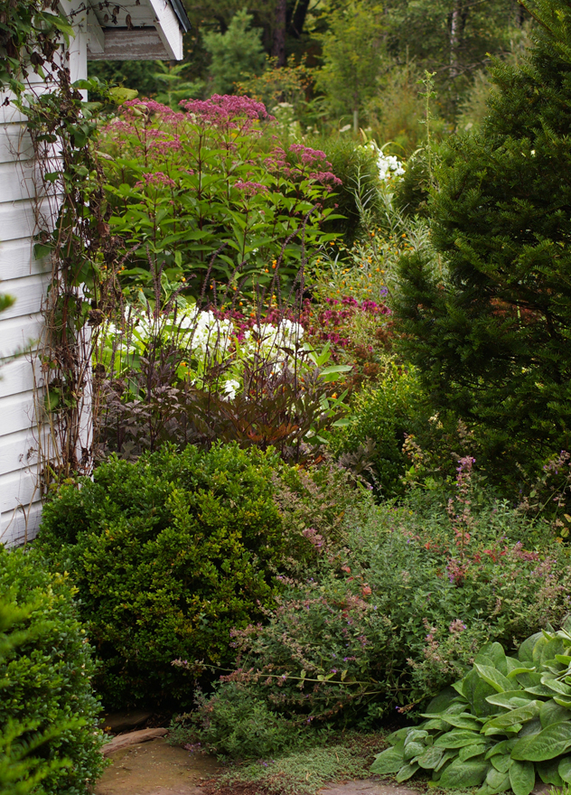 Joe Pye weed & Actea James Crompton clash with white phlox