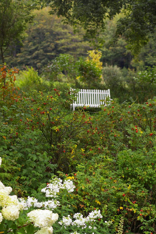Hips of Rosa Rogusa have turned bright red