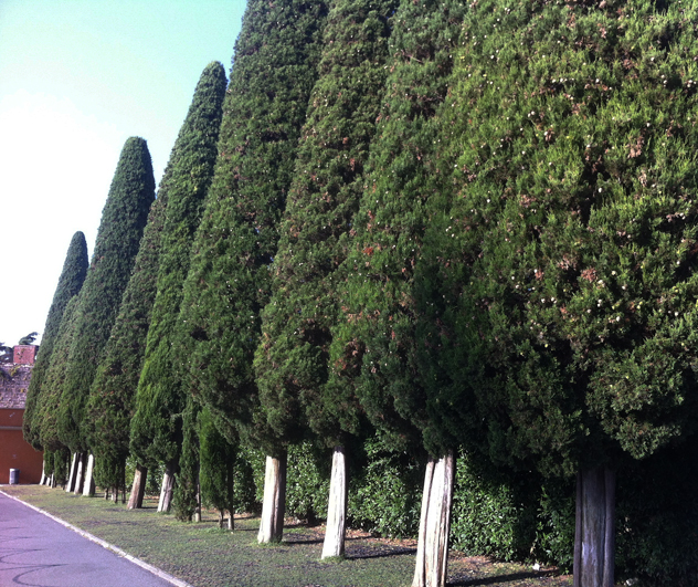 Cypress often line roads