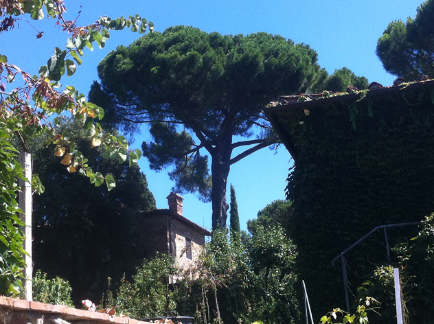 Stone pine provide much needed shade