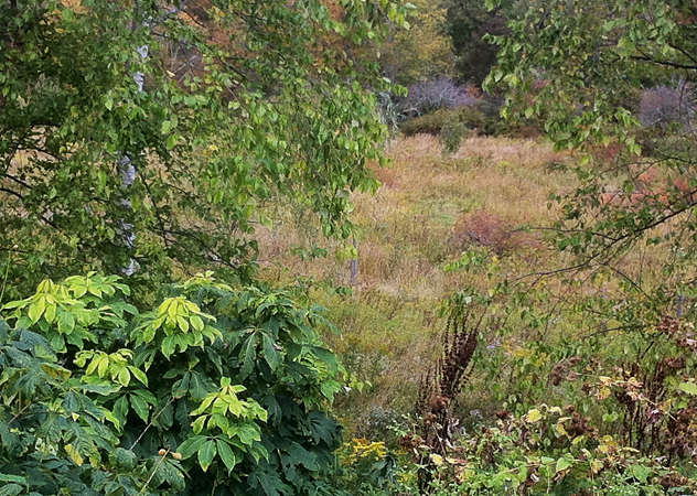 Aesculus parviflora bottom left and fields of dried grasses