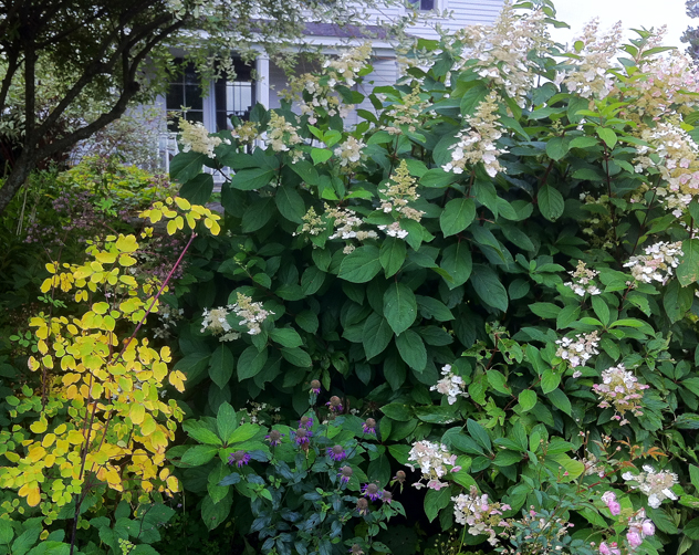 Delicate yellow leaves of Thalictrum Lavender mist & Hydrangea Tardiva