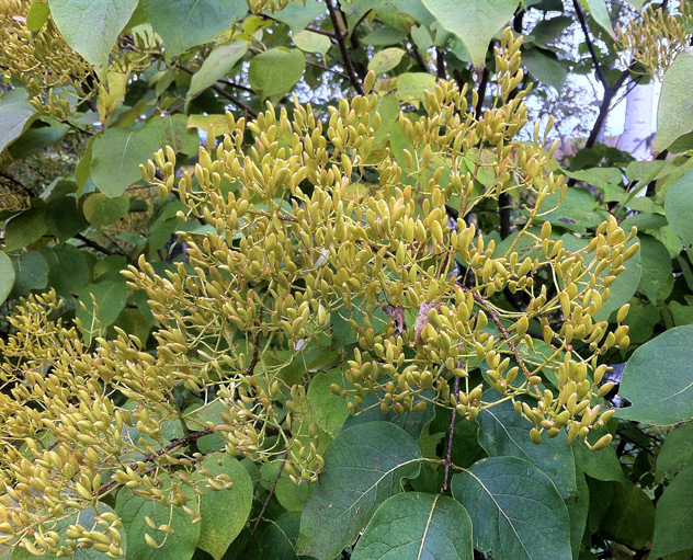 seed head  syringa riictulata
