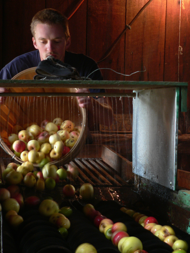 apples being washed