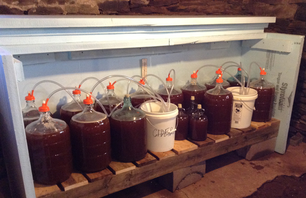 Fresh apple juice in glass carboys for fermenting