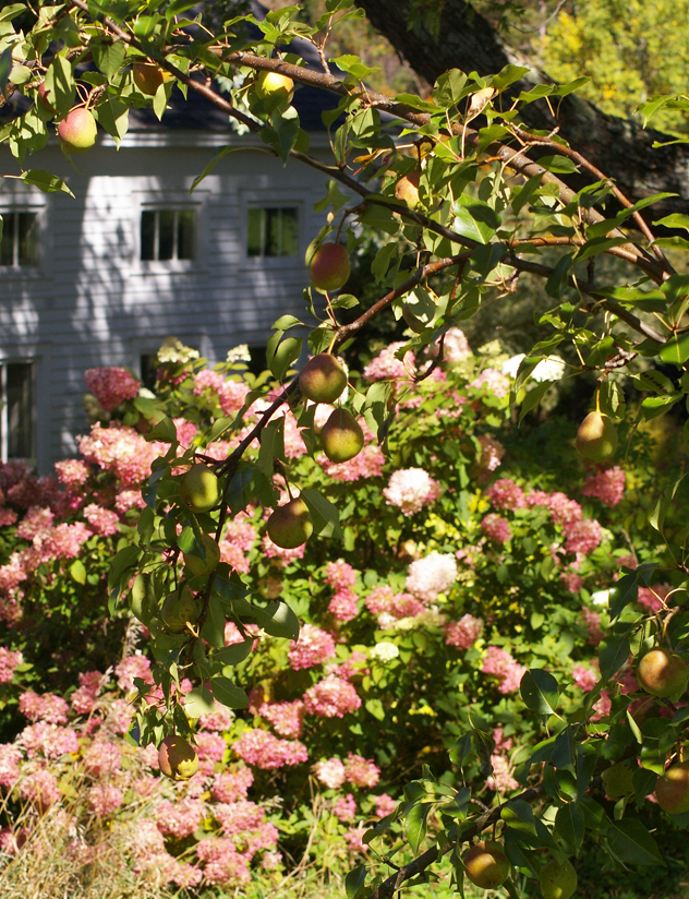 Pears and Limelight hydrangeas