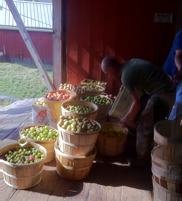 Our mixed collection of apples before mashing