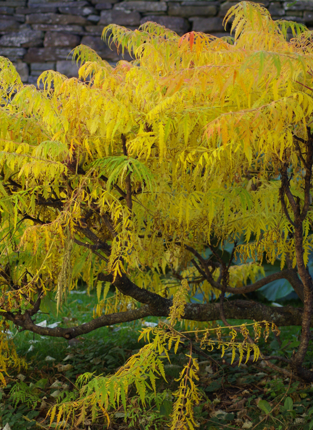 Sumac Tiger Eyes final stage 