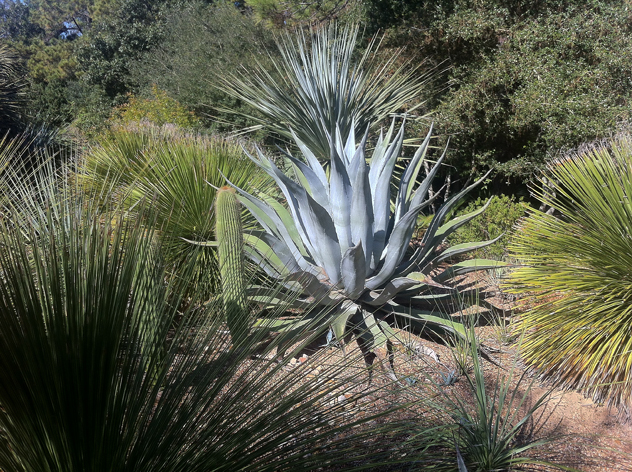 Agave- bold forms in the garden
