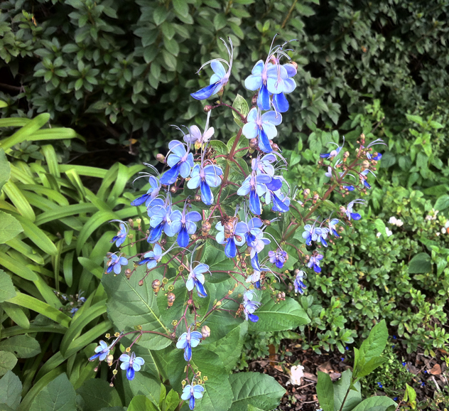 Clerodendrum ugandense in the blue border